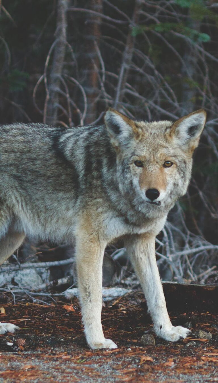 Ein Wolf der auf steht und auf einen zu sieht